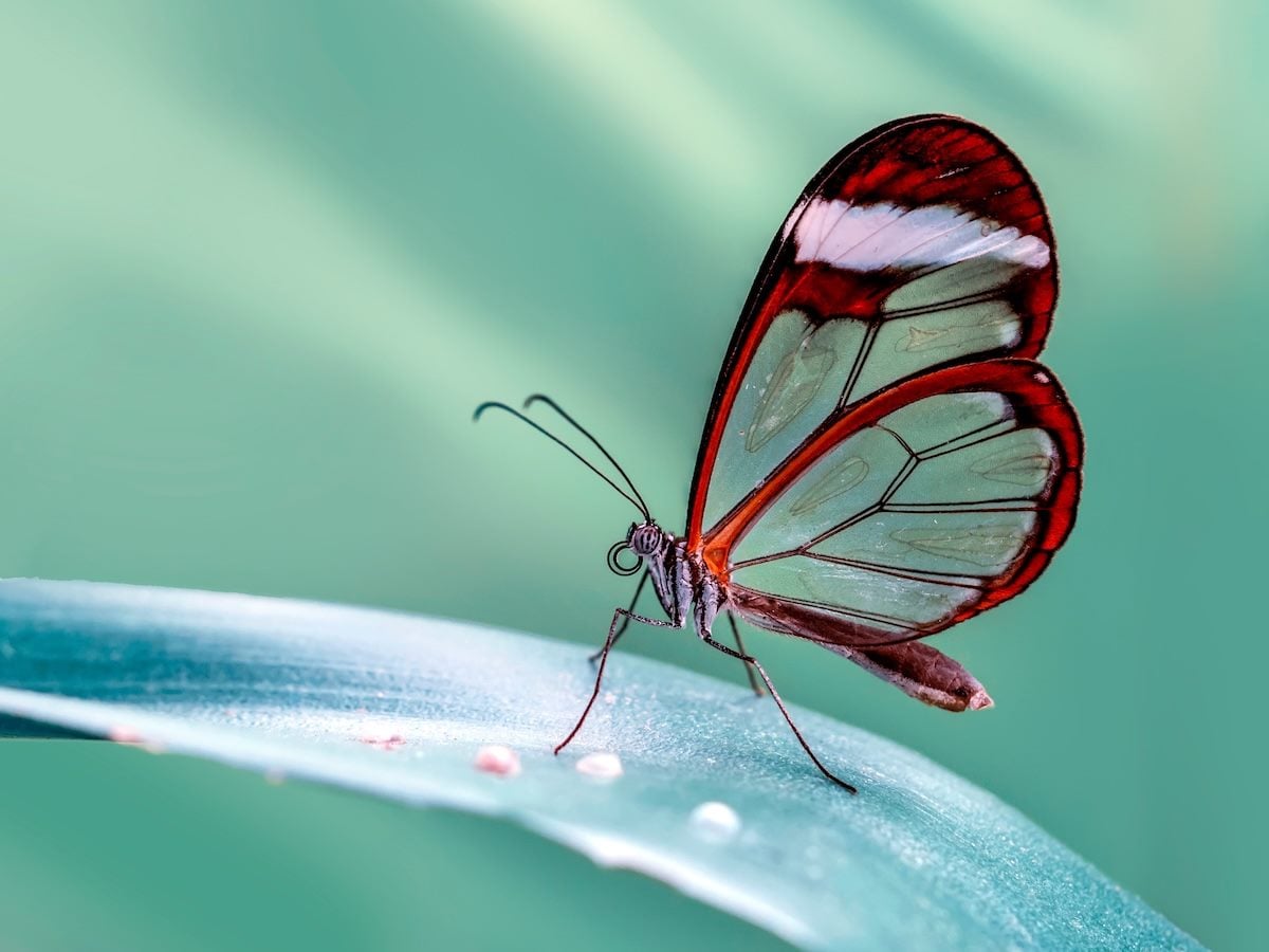 A glasswing butterfly