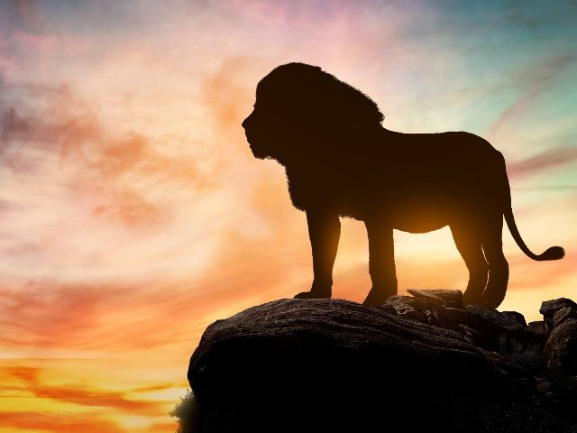 African sunset with the silhouette of a large adult lion above a rock.