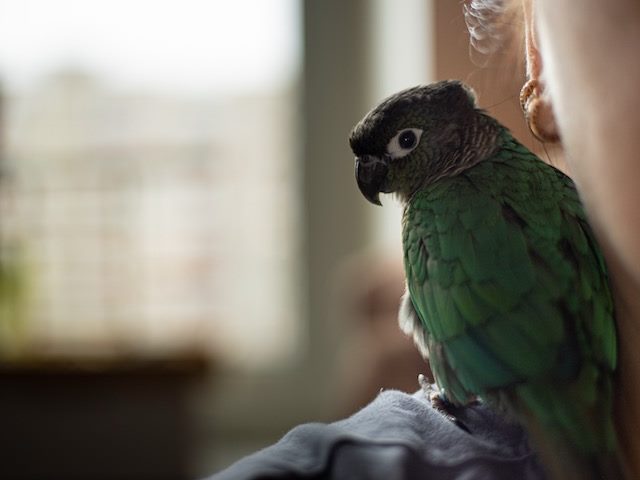Bird on shoulder