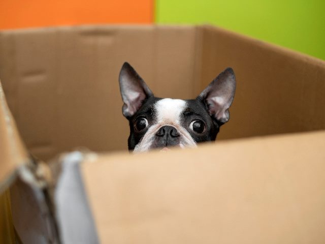 Boston Terrier dog pops head out of a cardboard box.  