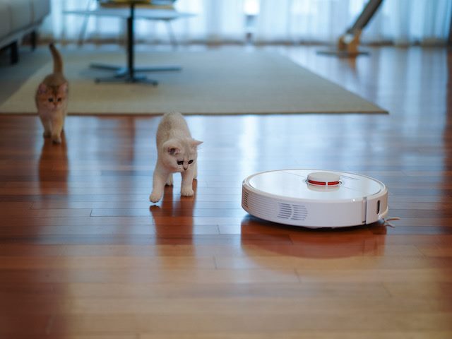 stand off between two kittens and an automated vacuum cleaner