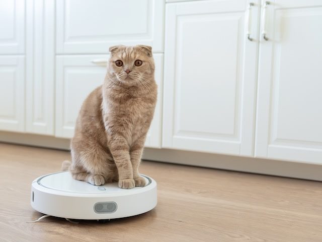 decidedly unexcited cat sitting on a roomba