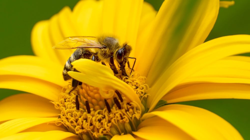 A close-up photograph of a bee gathering nectar from the center of a bright yellow flower. The bee's wings are translucent and its body is covered in fine hairs. The flower's petals are vibrant and open, providing a contrasting background to the bee. The detailed macro shot highlights the intricate textures of both the bee and the flower in piece about AI and customer centricity.