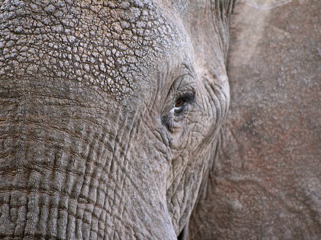 close up of an elephant
