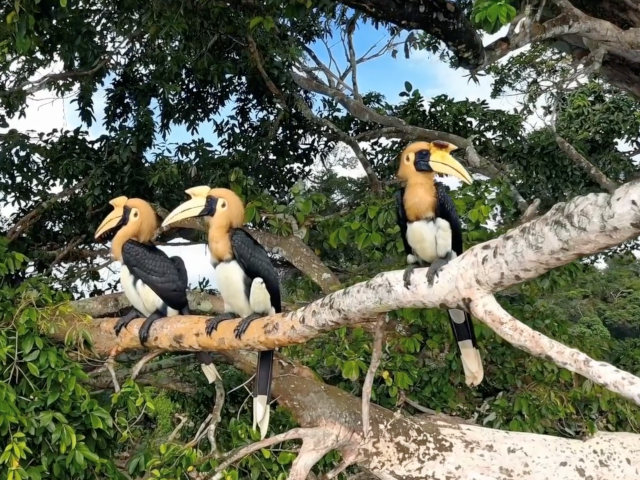 An OpenAI Sora video screenshot of birds perched on a tree.