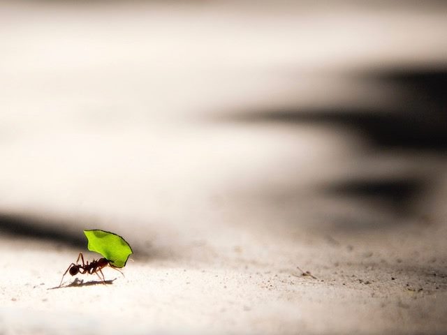 close-up shot of an ant carrying a small corner of a leaf