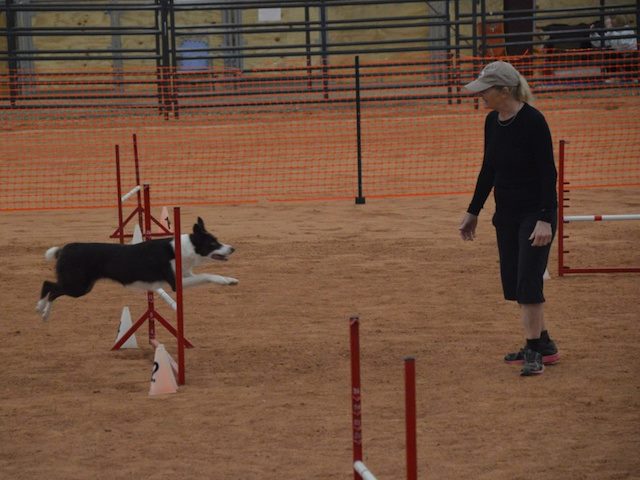 dog agility training