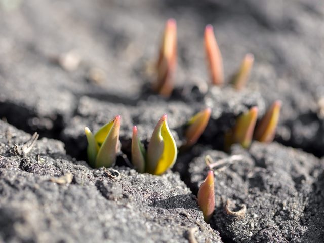 Small green plants emerge from cracks in the soil in spring, representing emerging expectation for chief data officers. 