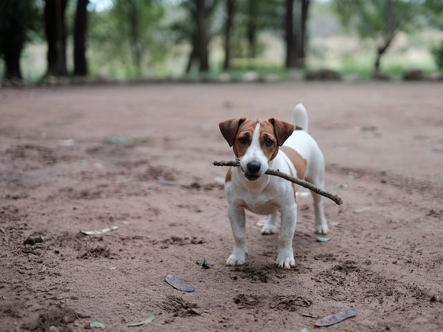 small dog facing camera that just retrieved a stick