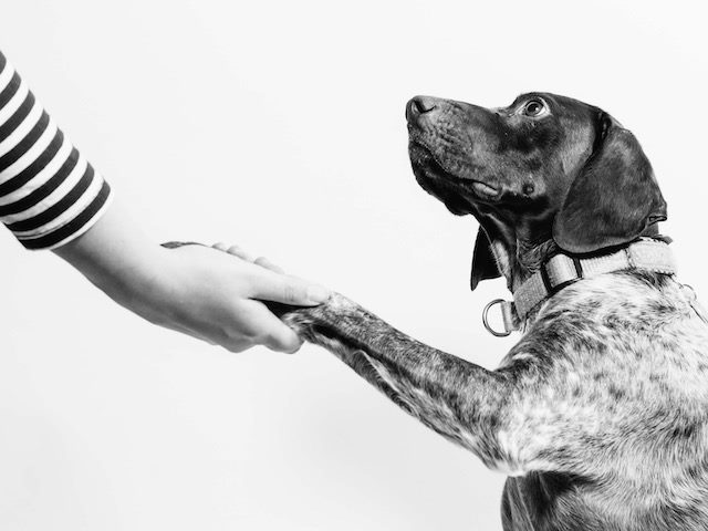 dog giving a person its paw