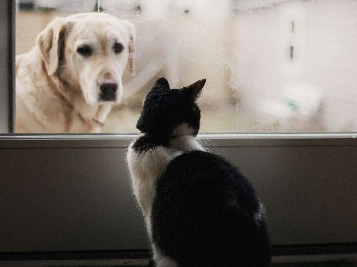 White dog looking through a screen door at a black and white cat.