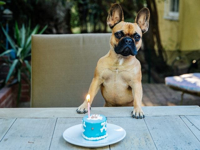 French bulldog with birthday cake, symbolizing the first birthday of ChatGPT. 