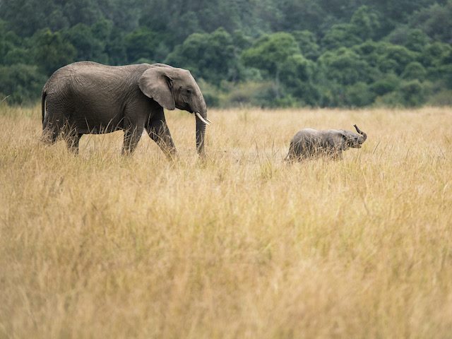 baby elephant and momma elephant
