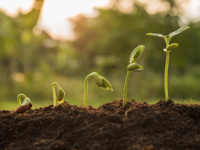 A row of seedlings in the ground 