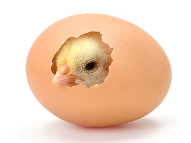 Close up of newborn chick  with fuzzy yellow face and orange beak  hatching from  brown egg. 