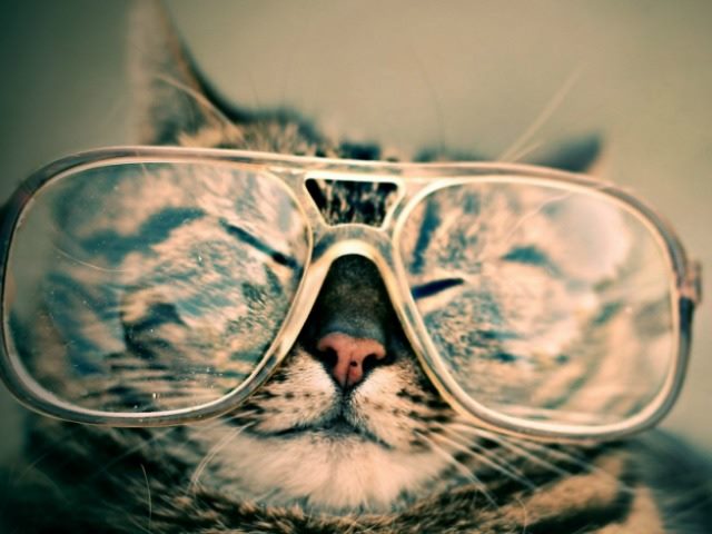 cat with big glasses