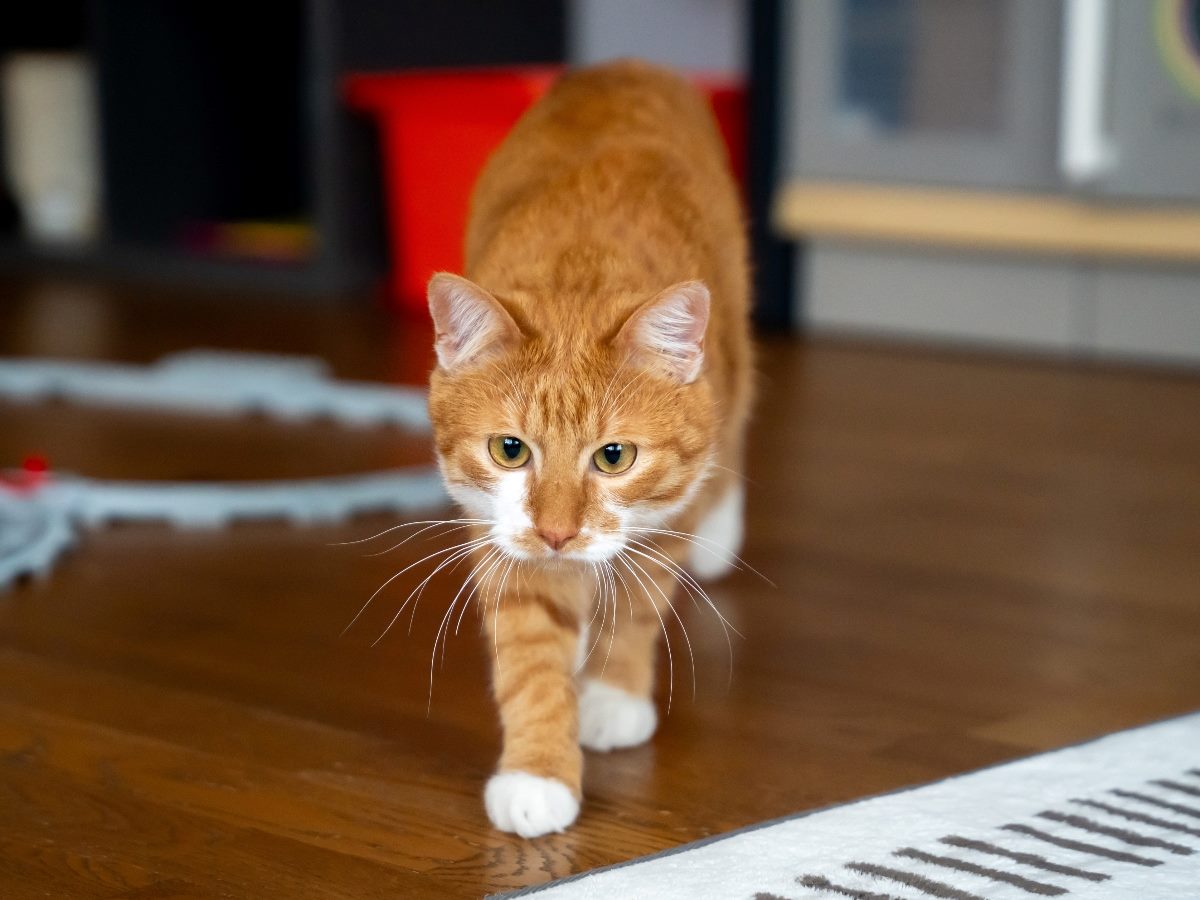 Cat walking on floor in a house.
