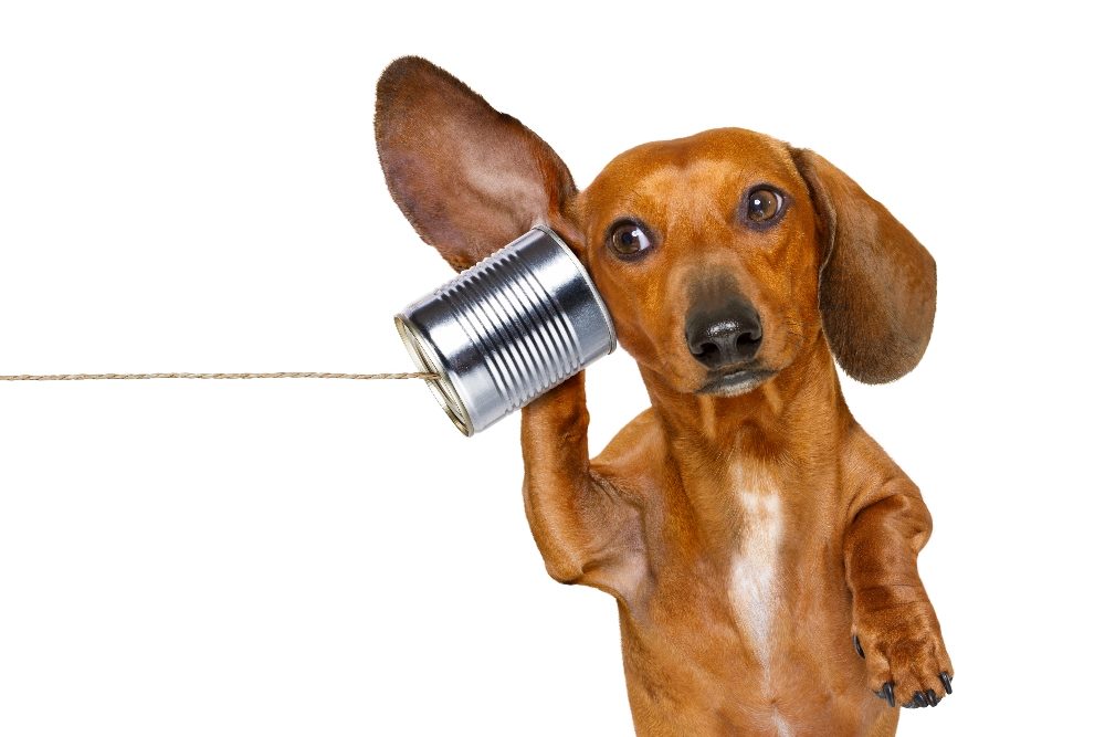 A red-haired dachshund or sausage dog listens with one ear very carefully on a tin-can telephone, suggesting the importance of voice of the customer analysis.