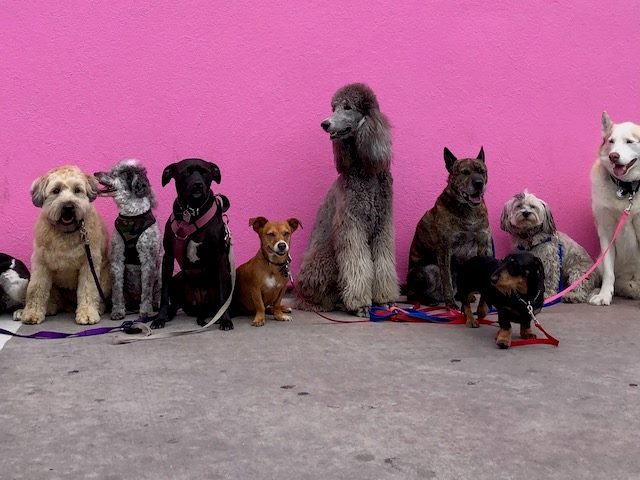 line up of dogs sitting nicely, well-behaved, against a pink wall