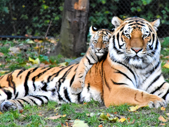 A cub rest on the back of a tiger that is lying down.