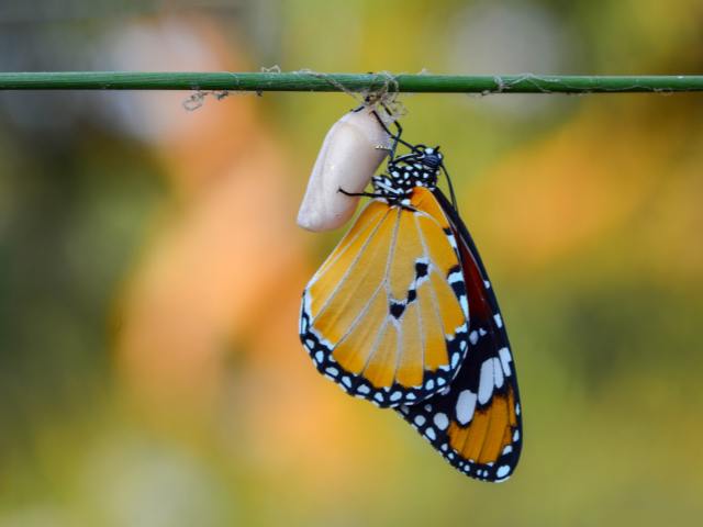 A butterfly emerging from a cacoon