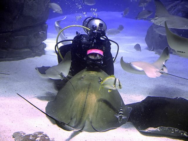 scuba diving
