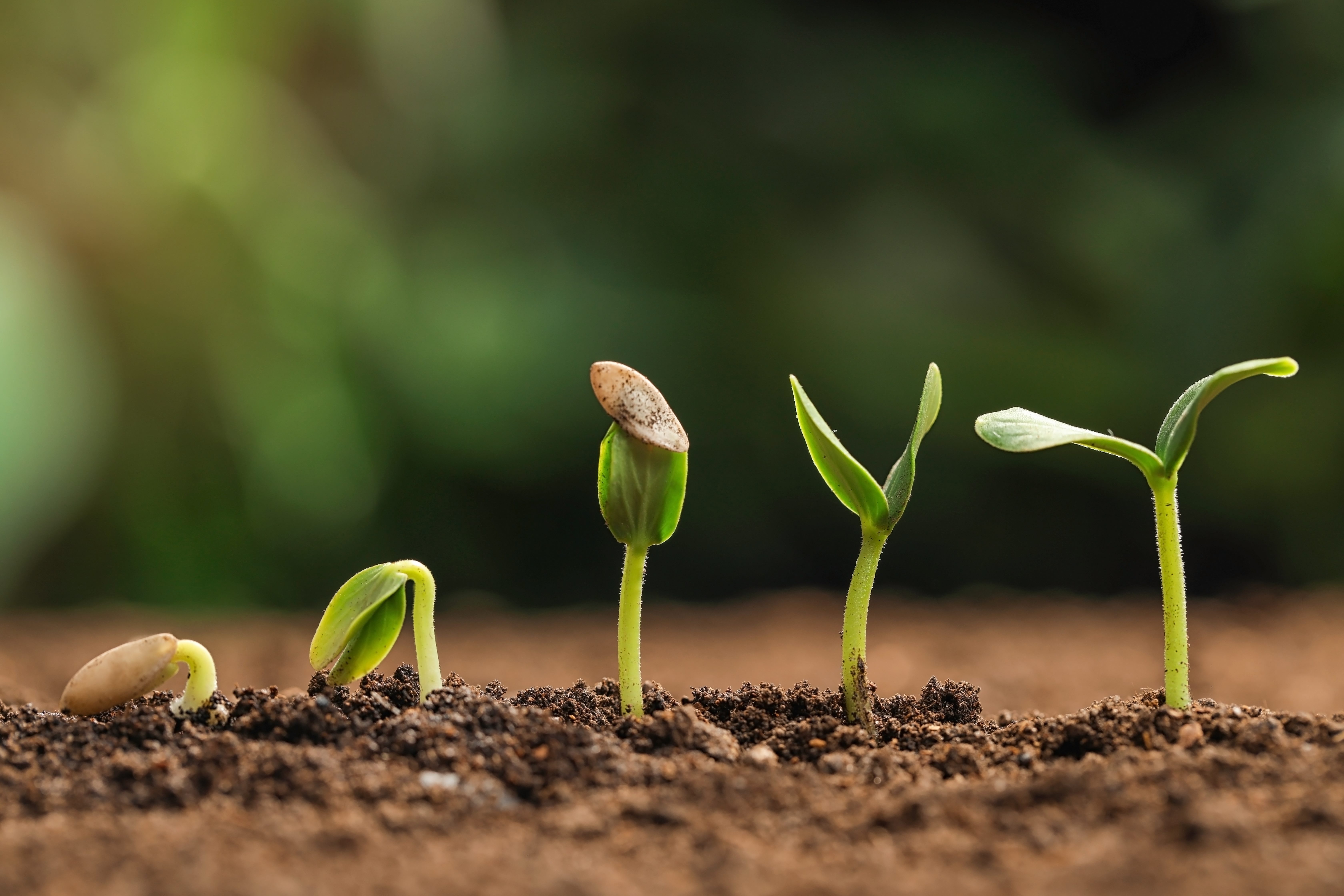 four plants in different phases of growth