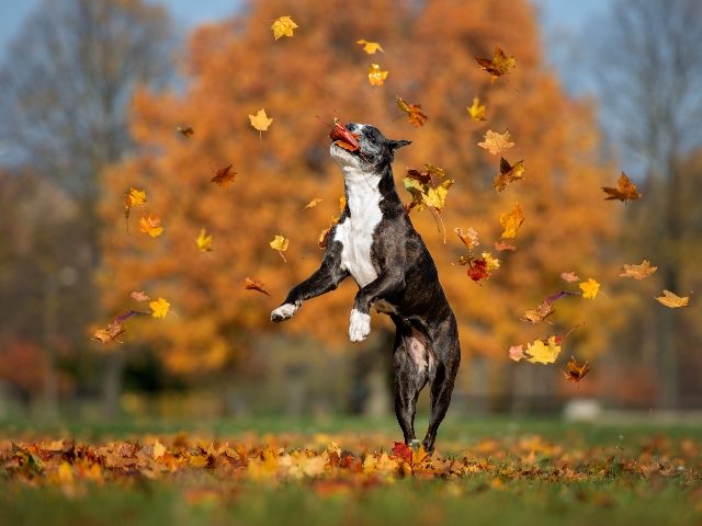Happy dog jumping up and catching falling leaves outdoors in autumn.  