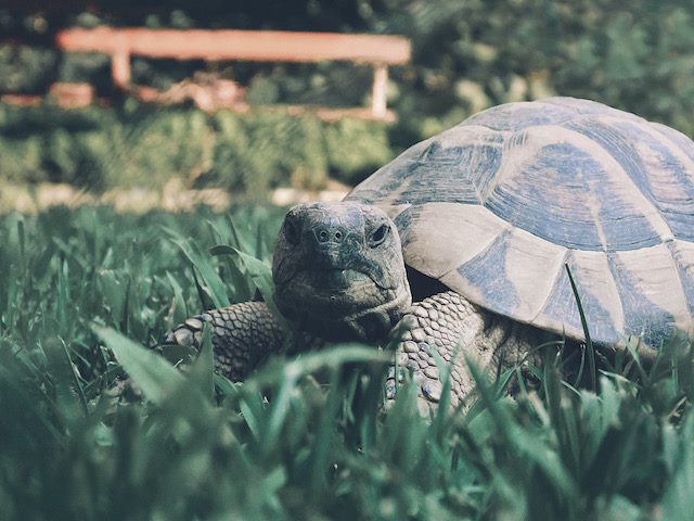 tortoise standing in a field