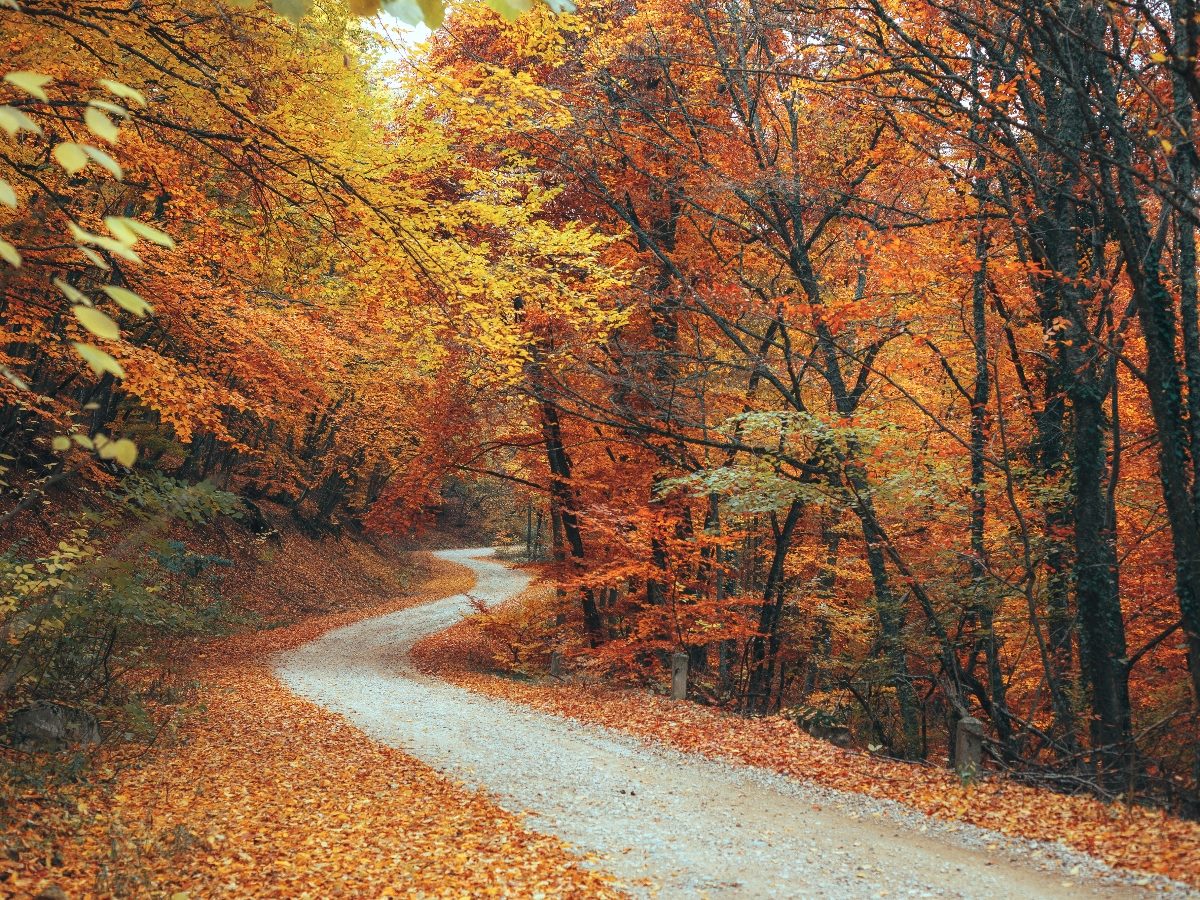 A winding gravel path curves through a dense forest filled with bright autumn foliage in shades of orange, gold, and red. Fallen leaves blanket the ground as sunlight filters softly through the trees.
