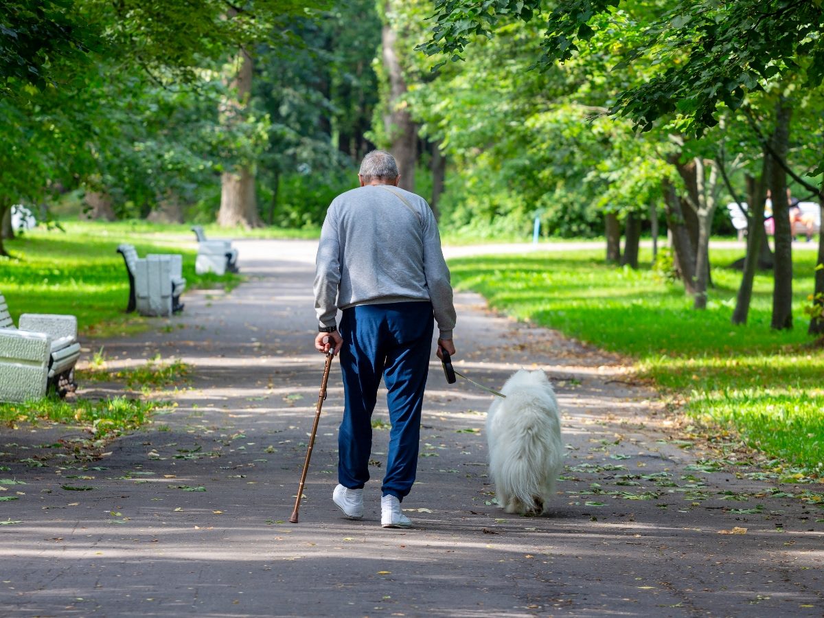 An older man walks a fluffy white dog down a tree-lined park path while using a cane on a sunny day, with benches and greenery surrounding the quiet walkway.