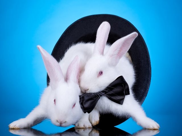 Two white rabbits, one wearing a bow tie, pulling themselves out of a black magician's hat against a blue background in piece about Google's Gemini.