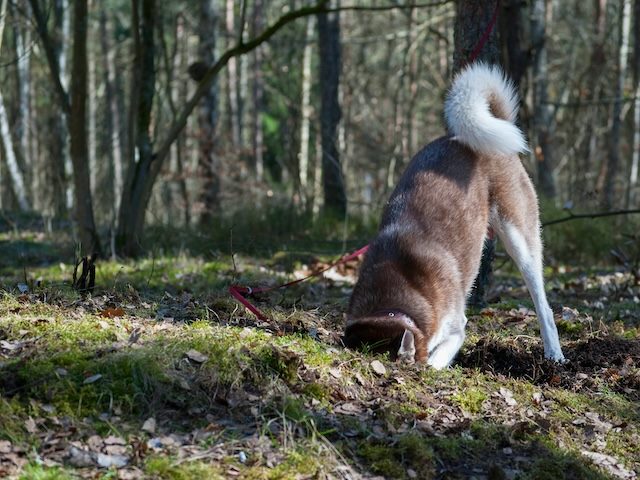 dog digging in the dirt, head below the surface
