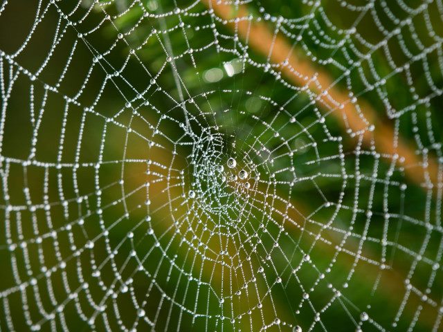 A spider web outside with morning dew.
