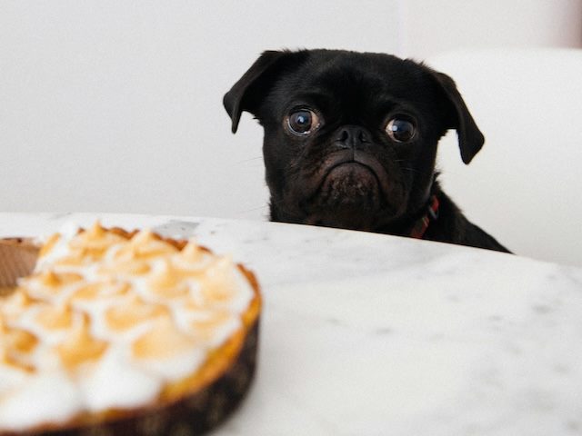 hungry pug wanting to eat a cream pie