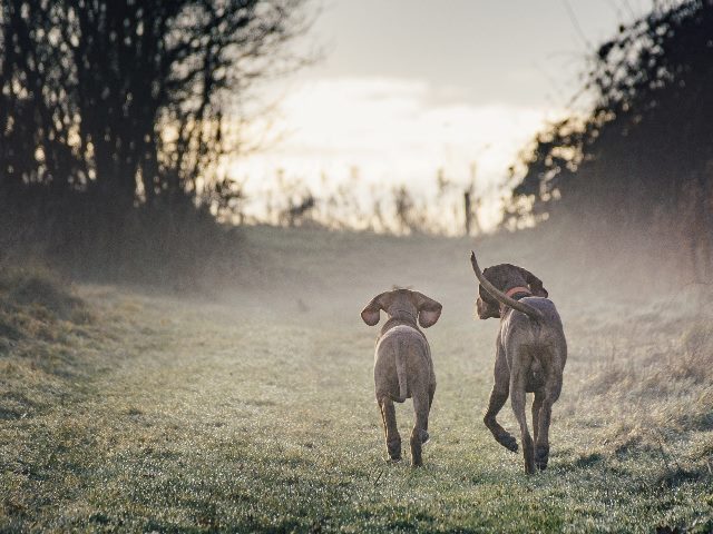 Two Hungarian  vizsla breed dogs walk down a grassy, misty path together in piece about AI in customer success. 