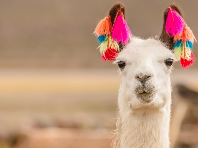 A  close-up of white Andes region Bolivian lama with brightly colored decorative tassels on its ears, symbolizing Meta's Llama 2.
