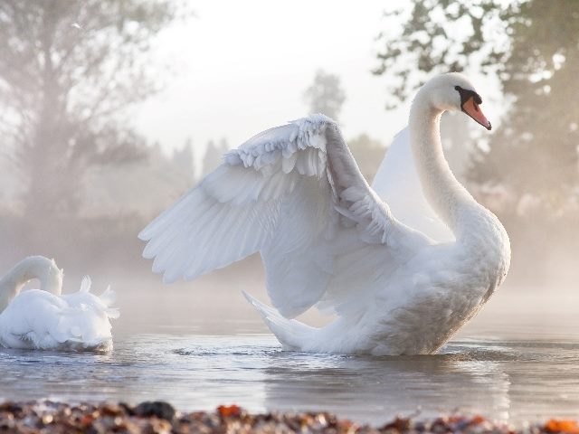 A swan stretches its wings on a misty pond with another swan sitting on the water on the left in piece about digital customer experience transformation. 