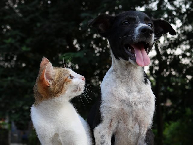 cat and dog sitting next to each other