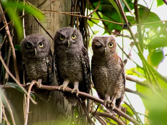 three owls, sitting on the same branch in a tree, staring at the camera