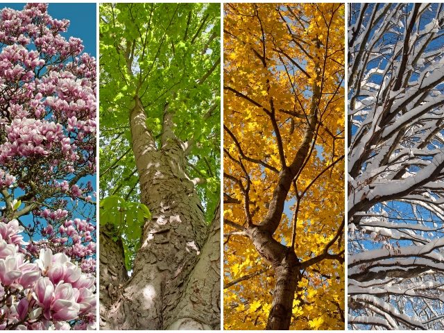 Narrow shots of trees in the four seasons, the first spring with pink blossoms, summer with green leaves, autumn with golden leaves and bare snow-lined branches for winter, representing how customer engagement is changing via generative AI in content strategy. 