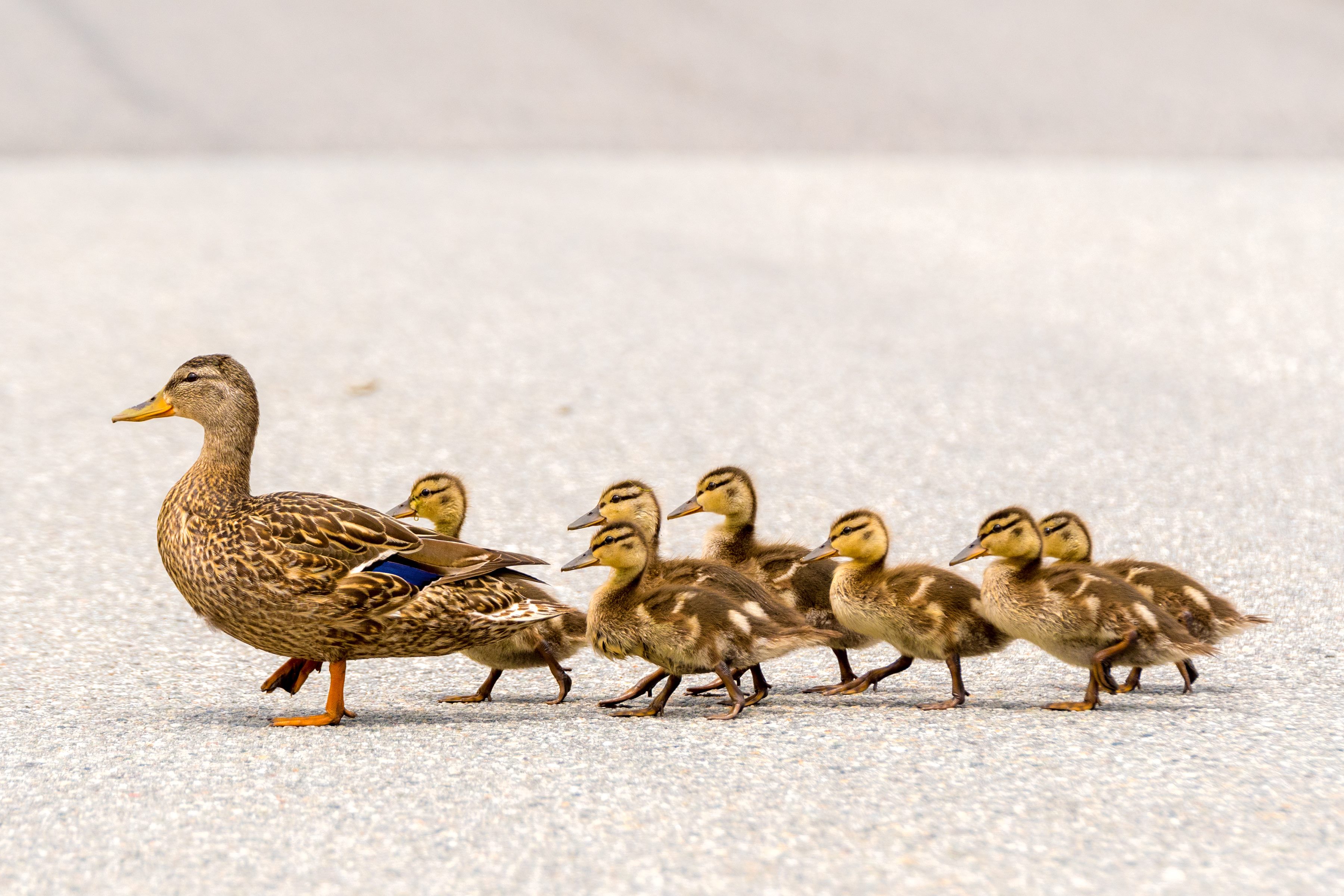 Ducklings following their mother