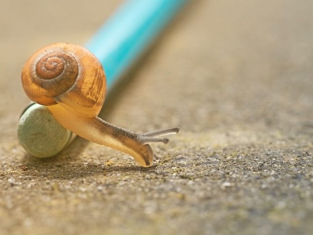 snail moving off of a blue stick 