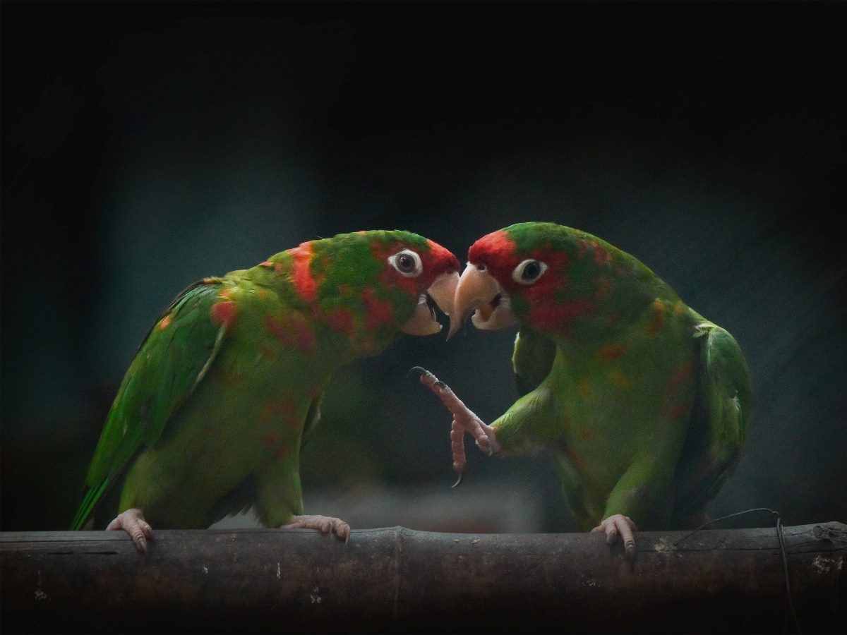 Two parrots talking to one another.