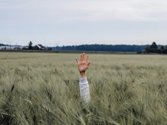 hand raised in the middle of a wheat field