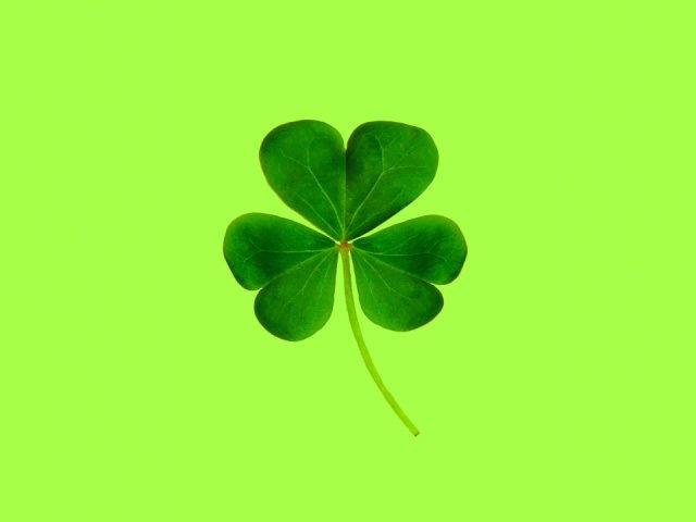 four leaf clover against a green background