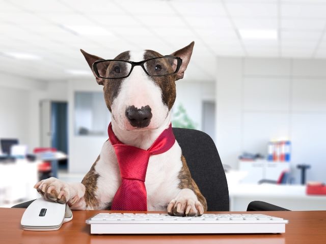 A cute bull terrier dog wearing glasses and a red tie sits in front of a keyboard in an office.