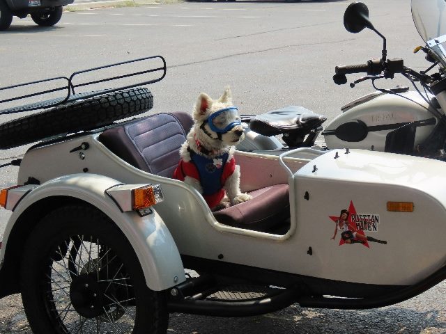 Dog sitting in a co-pilot motorcycle.