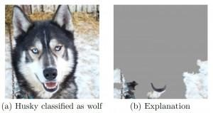 AI misidentifying husky as wolf because of presence of snow