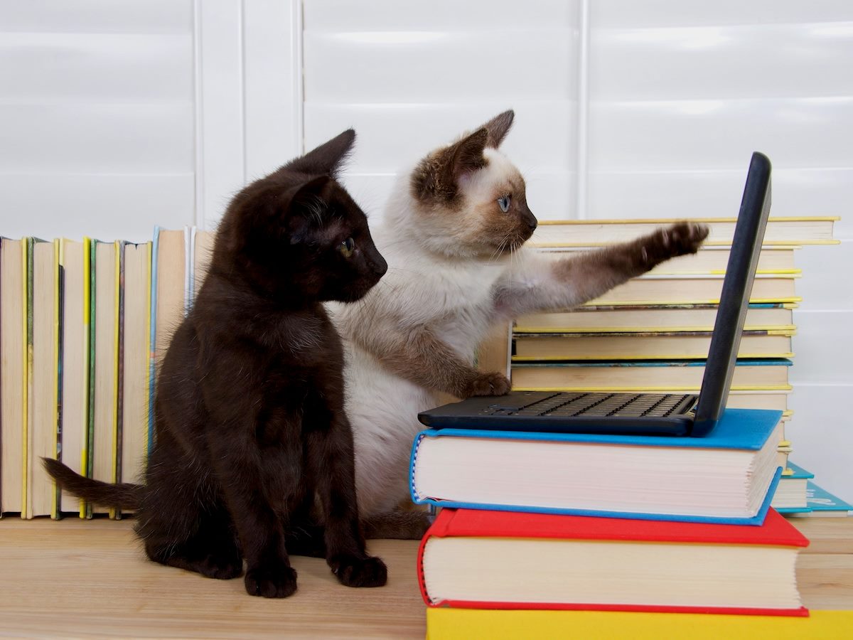 two cats staring at a computer, one pointing to something on the screen